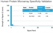 Analysis of HuProt(TM) microarray containing more than 19,000 full-length human proteins using C1QA antibody (clone C1QA/2783). These results demonstrate the foremost specificity of the C1QA/2783 mAb. Z- and S- score: The Z-score represents the strength of a signal that an antibody (in combination with a fluorescently-tagged anti-IgG secondary Ab) produces when binding to a particular protein on the HuProt(TM) array. Z-scores are described in units of standard deviations (SD's) above the mean value of all signals generated on that array. If the targets on the HuProt(TM) are arranged in descending order of the Z-score, the S-score is the difference (also in units of SD's) between the Z-scores. The S-score therefore represents the relative target specificity of an Ab to its intended target.