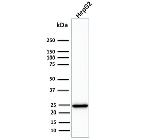 Western blot testing of human HepG2 cell lysate with C1QA antibody. Predicted molecular weight ~26 kDa.