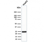 Western blot testing of human HepG2 cell lysate with C1QA antibody (clone C1QA/2783). Predicted molecular weight ~26 kDa.