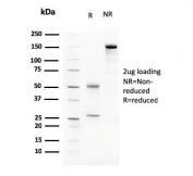 SDS-PAGE analysis of purified, BSA-free C1QA antibody (clone C1QA/2783) as confirmation of integrity and purity.