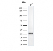 Western blot testing of human PC3 cell lysate with C1QA antibody. Predicted molecular weight ~26 kDa.