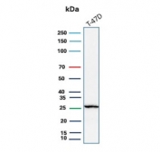 Western blot testing of human T-47D cell lysate with C1QA antibody. Predicted molecular weight ~26 kDa.