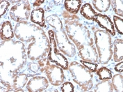 IHC staining of FFPE human kidney with CD137 antibody (clone 4-1BB/4552R). HIER: boil tissue sections in pH9 10mM Tris with 1mM EDTA for 10-20 min and allow to cool before testing.