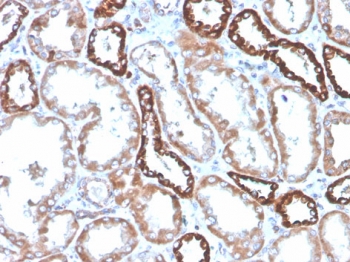 IHC staining of FFPE human kidney with CD137 antibody (