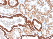 IHC staining of FFPE human kidney with CD137 antibody (clone 4-1BB/4552R). HIER: boil tissue sections in pH9 10mM Tris with 1mM EDTA for 10-20 min and allow to cool before testing.