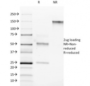 SDS-PAGE analysis of purified, BSA-free RORC antibody (clone RORC/2942) as confirmation of integrity and purity.