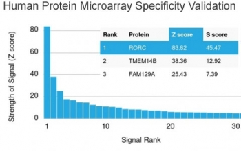 Analysis of HuProt(TM) microarray containing more than 19,000 full-length human proteins using RORC antibody (clone RORC/2942). These results demonstrate the foremost specificity of the RORC/2942 mAb. Z- and S- score: The Z-score represents the strength of a signal that an antibody (in combination with a flu