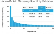 Analysis of HuProt(TM) microarray containing more than 19,000 full-length human proteins using RORC antibody (clone RORC/2942). These results demonstrate the foremost specificity of the RORC/2942 mAb. Z- and S- score: The Z-score represents the strength of a signal that an antibody (in combination with a fluorescently-tagged anti-IgG secondary Ab) produces when binding to a particular protein on the HuProt(TM) array. Z-scores are described in units of standard deviations (SD's) above the mean value of all signals generated on that array. If the targets on the HuProt(TM) are arranged in descending order of the Z-score, the S-score is the difference (also in units of SD's) between the Z-scores. The S-score therefore represents the relative target specificity of an Ab to its intended target.
