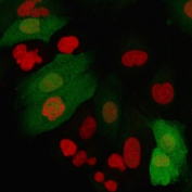 IF/ICC testing of fixed and permeabilized human A549 cells with FSP1 antibody (clone rS100A4/1481, green) and Reddot nuclear stain (red).