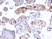 IHC testing of FFPE human placenta with FSP1 antibody (clone rS100A4/1481). Required HIER: steam sections in pH 9 10mM Tris with 1mM EDTA for 10-20 min followed by cooling.