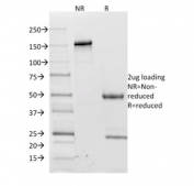 SDS-PAGE analysis of purified, BSA-free L-Selectin antibody (clone CD62L/1588) as confirmation of integrity and purity.