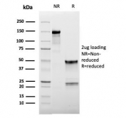 SDS-PAGE analysis of purified, BSA-free L-Selectin antibody (clone LAM1-116) as confirmation of integrity and purity.