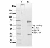 SDS-PAGE analysis of purified, BSA-free CDw75 antibody (clone ZB55) as confirmation of integrity and purity.