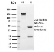 SDS-PAGE analysis of purified, BSA-free SIGLEC1 antibody (clone HSn 7D2) as confirmation of integrity and purity.