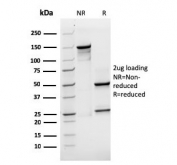 SDS-PAGE analysis of purified, BSA-free recombinant SOX2 antibody (clone rSOX2/1791) as confirmation of integrity and purity.