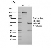SDS-PAGE analysis of purified, BSA-free p73 antibody (clone P73/2531) as confirmation of integrity and purity.