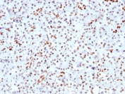 IHC staining of FFPE human pancreas with recombinant SOX9 antibody (clone SOX9/3141R). HIER: boil tissue sections in pH 9 10mM Tris with 1mM EDTA for 10-20 min followed by cooling at RT for 20 min.