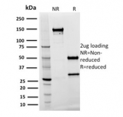 SDS-PAGE analysis of purified, BSA-free Spastin antibody (clone Sp 3G11-1) as confirmation of integrity and purity.