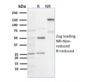 SDS-PAGE analysis of purified, BSA-free Spastin antibody (clone Sp 6C6) as confirmation of integrity and purity.