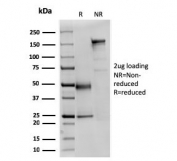 SDS-PAGE analysis of purified, BSA-free SPTAN1 antibody (clone SPTAN1/3351) as confirmation of integrity and purity.