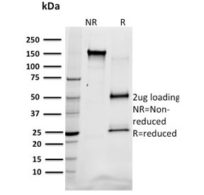 SDS-PAGE analysis of purified, BSA-free SREBP1 antibody (clone SREBP1/1578) as confirmation of integrity and purity.~