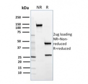 SDS-PAGE analysis of purified, BSA-free SREBP2 antibody (clone SREBP2/1579) as confirmation of integrity and purity.