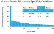 Analysis of HuProt(TM) microarray containing more than 19,000 full-length human proteins using BRCA1 antibody (clone BRCA1/2986). These results demonstrate the foremost specificity of the BRCA1/2986 mAb. Z- and S- score: The Z-score represents the strength of a signal that an antibody (in combination with a fluorescently-tagged anti-IgG secondary Ab) produces when binding to a particular protein on the HuProt(TM) array. Z-scores are described in units of standard deviations (SD's) above the mean value of all signals generated on that array. If the targets on the HuProt(TM) are arranged in descending order of the Z-score, the S-score is the difference (also in units of SD's) between the Z-scores. The S-score therefore represents the relative target specificity of an Ab to its intended target.