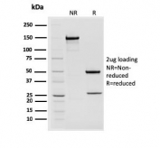 SDS-PAGE analysis of purified, BSA-free STAT2 antibody (clone STAT2/2650) as confirmation of integrity and purity.