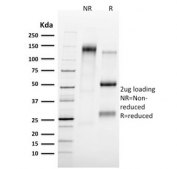 SDS-PAGE analysis of purified, BSA-free TAL1 antibody (clone TAL1/2707) as confirmation of integrity and purity.