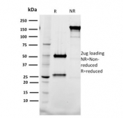 SDS-PAGE analysis of purified, BSA-free TAL1 antibody (clone BTL73) as confirmation of integrity and purity.
