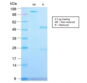 SDS-PAGE analysis of purified, BSA-free recombinant CD71 antibody antibody (clone TFRC/2898R) as confirmation of integrity and purity.
