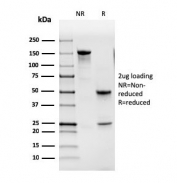 SDS-PAGE analysis of purified, BSA-free GM-CSF antibody (clone CSF2/3402) as confirmation of integrity and purity.