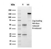 SDS-PAGE analysis of purified, BSA-free C1QA antibody (clone C1QA/2954) as confirmation of integrity and purity.