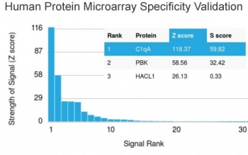 Analysis of HuProt(TM) microarray containing more than 19,000 full-length human proteins using C1QA antibody (clone C1QA/2955). These results demonstrate the foremost specificity of the C1QA/2955 mAb. Z- and S- score: The Z-score represents the strength of a signal that an antibody (in combination with a fluorescently-tagged anti-IgG secondary Ab) produces when binding to a particular protein on the HuProt(TM) array. Z-scores are described in units of standard deviations (SD's) above the mean value of all signals generated on that array. If the targets on the HuProt(TM) are arranged in descending order of the Z-score, the S-score is the difference (also in units of SD's) between the Z-scores. The S-score therefore represents the relative target specificity of an Ab to its intended target.