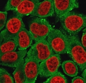 Immunofluorescent staining of MeOH-fixed human MCF7 cells with Cytokeratin 15 antibody (clone CTKN15-1, green) and Reddot nuclear stain (red).