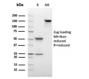 SDS-PAGE analysis of purified, BSA-free C1QB antibody (clone C1QB/2966) as confirmation of integrity and purity.