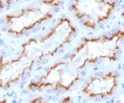 IHC staining of FFPE human kidney with recombinant IFNG antibody (clone IFG-1R). HIER: boil tissue sections in pH 9 10mM Tris with 1mM EDTA for 10-20 min and allow to cool before testing.