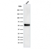 Western blot testing of human HeLa cell lysate with p53 antibody (DO-1). Expected molecular weight ~53 kDa.