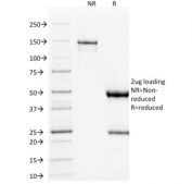 SDS-PAGE analysis of purified, BSA-free p53 antibody (clone DO-1) as confirmation of integrity and purity.