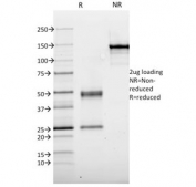 SDS-PAGE analysis of purified, BSA-free TPO antibody (clone TPO/1921) as confirmation of integrity and purity.
