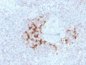 IHC staining of FFPE human spleen with TRAF1 antibody (clone TRAF1/3298). HIER: boil tissue sections in pH 9 10mM Tris with 1mM EDTA for 20 min and allow to cool before testing.