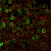 Immunofluorescent staining of PFA-fixed human MOLT4 cells with recombinant Thymidylate Synthase antibody (green, clone rTYMS/1884) and Phalloidin (red).