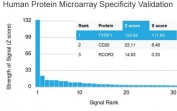 Analysis of HuProt(TM) microarray containing more than 19,000 full-length human proteins using Tyrosinase-Related Protein-1 antibody (clone TYRP1/3280). These results demonstrate the foremost specificity of the TYRP1/3280 mAb. Z- and S- score: The Z-score represents the strength of a signal that an antibody (in combination with a fluorescently-tagged anti-IgG secondary Ab) produces when binding to a particular protein on the HuProt(TM) array. Z-scores are described in units of standard deviations (SD's) above the mean value of all signals generated on that array. If the targets on the HuProt(TM) are arranged in descending order of the Z-score, the S-score is the difference (also in units of SD's) between the Z-scores. The S-score therefore represents the relative target specificity of an Ab to its intended target.