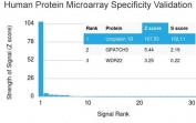 Analysis of HuProt(TM) microarray containing more than 19,000 full-length human proteins using UPK1B antibody (clone UPK1B/3102). These results demonstrate the foremost specificity of the UPK1B/3102 mAb. Z- and S- score: The Z-score represents the strength of a signal that an antibody (in combination with a fluorescently-tagged anti-IgG secondary Ab) produces when binding to a particular protein on the HuProt(TM) array. Z-scores are described in units of standard deviations (SD's) above the mean value of all signals generated on that array. If the targets on the HuProt(TM) are arranged in descending order of the Z-score, the S-score is the difference (also in units of SD's) between the Z-scores. The S-score therefore represents the relative target specificity of an Ab to its intended target.