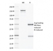 SDS-PAGE analysis of purified, BSA-free VEGF antibody (clone VG1) as confirmation of integrity and purity.