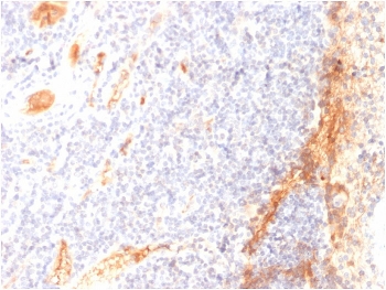 IHC staining of FFPE human tonsil with VEGF antibody (clone VG1). HIER: boil tissue sections in pH 9 10mM Tris with 1mM EDTA for 10-20 min and allow to cool before testing.~