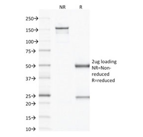 SDS-PAGE analysis of purified, BSA-free VEGF antibody (clone VG