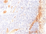 IHC staining of FFPE human tonsil with VEGF antibody (clone VG1). HIER: boil tissue sections in pH 9 10mM Tris with 1mM EDTA for 10-20 min and allow to cool before testing.