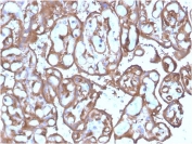 IHC staining of FFPE human placenta with Ezrin antibody (clone SPM244). HIER: boil tissue sections in pH 9 10mM Tris with 1mM EDTA for 20 min and allow to cool before testing.
