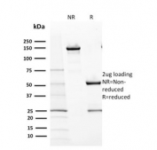SDS-PAGE analysis of purified, BSA-free CD117 antibody (clone KIT/2670) as confirmation of integrity and purity.